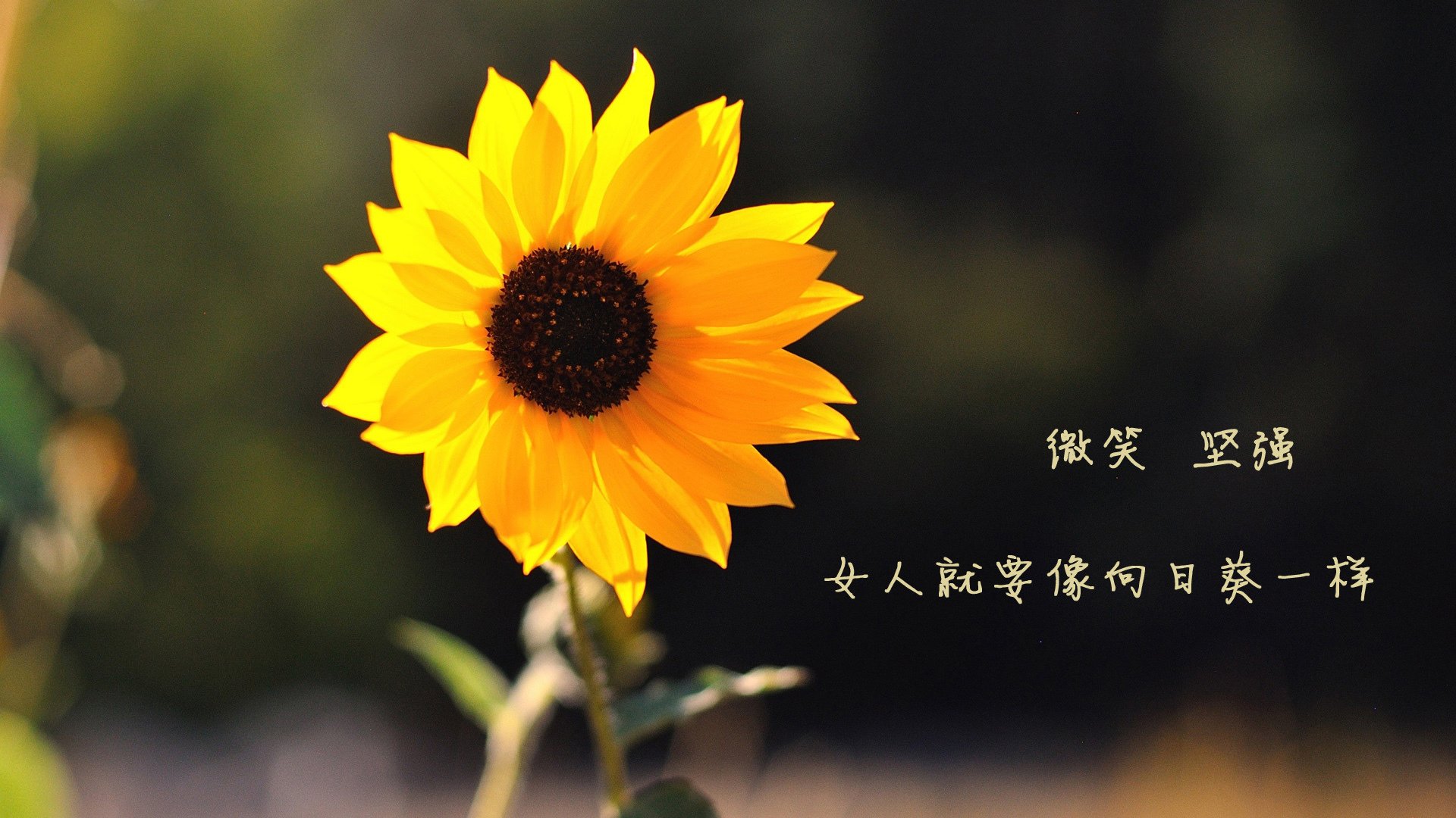 Leyu Sport下载-西甲裁判引导语变化对球队心理博弈的间接影响探讨，西甲裁判工资