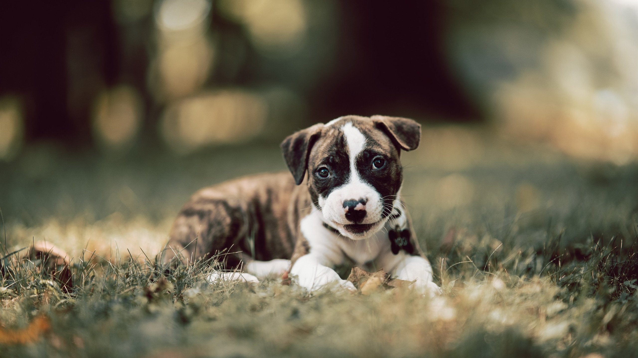 leyu乐鱼-三分球比拼谁是投射团队天花板,三分球合集