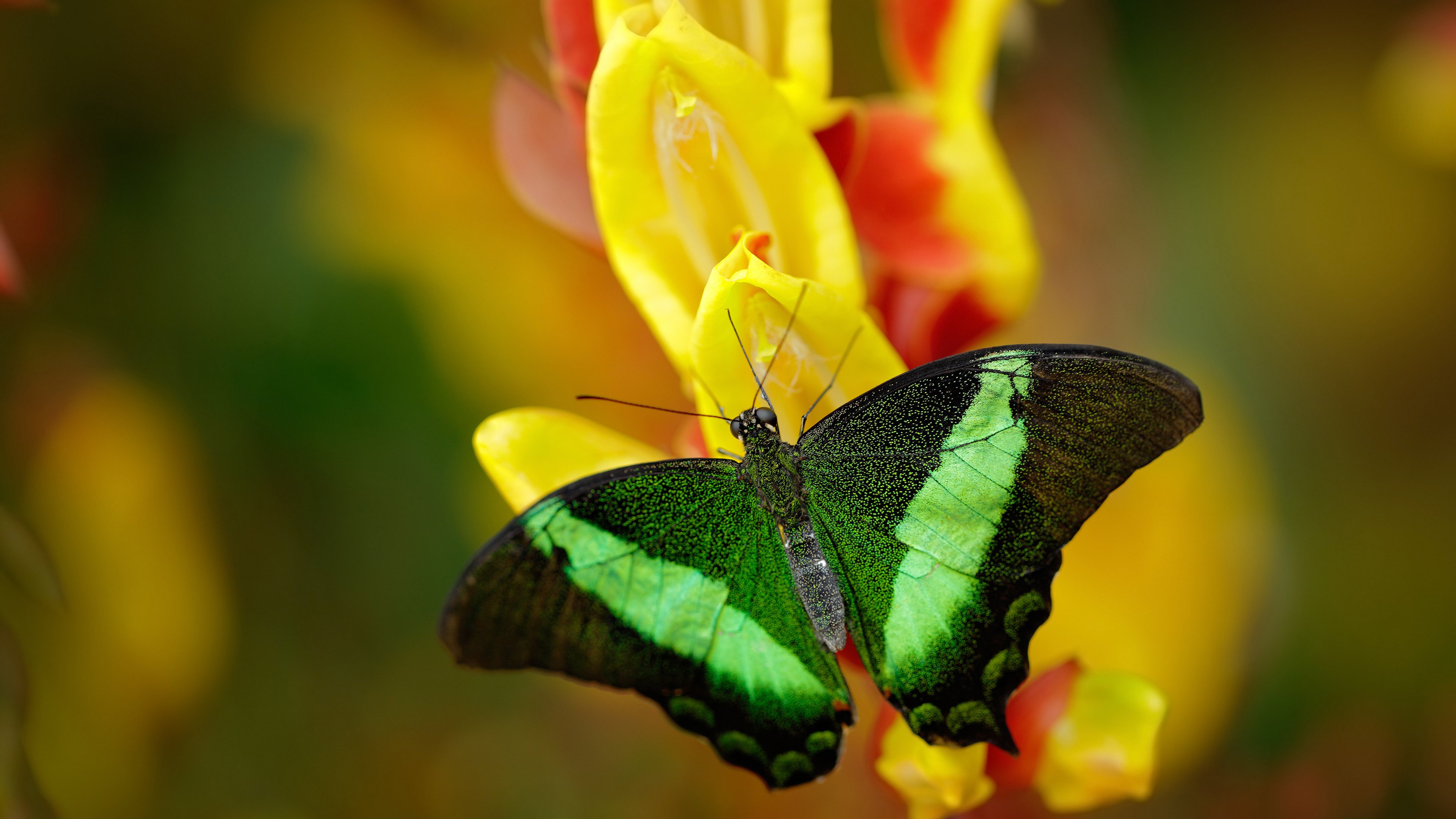 LeyuSports-中国女篮引进康复团队保持球员状态，中国女篮好样的