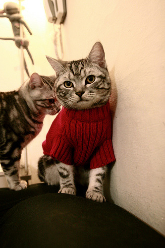 乐鱼电竞-埃及队未来发展:加强国际友谊赛,积累比赛经验,埃及队员