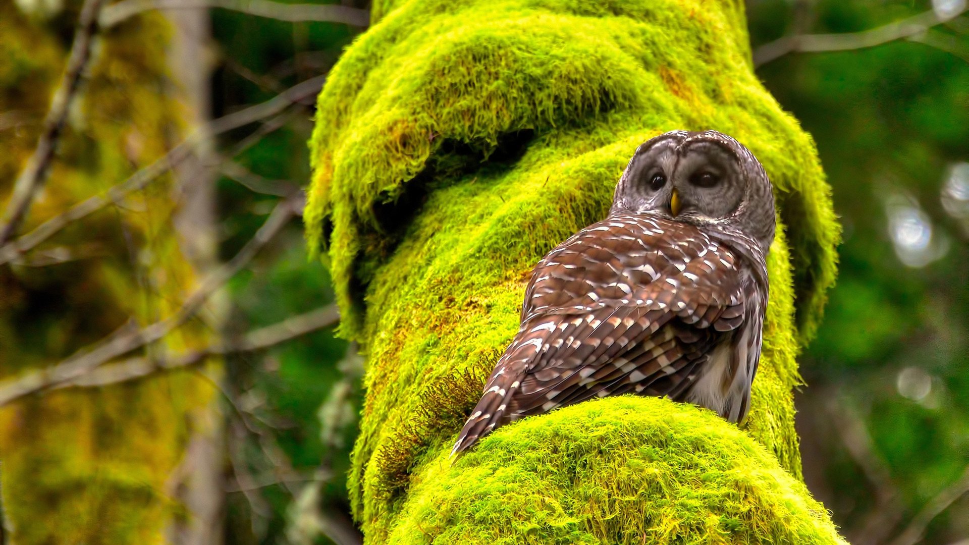 Leyu Sport下载-青年运动员成长轨迹清晰,中国青年运动员及成就