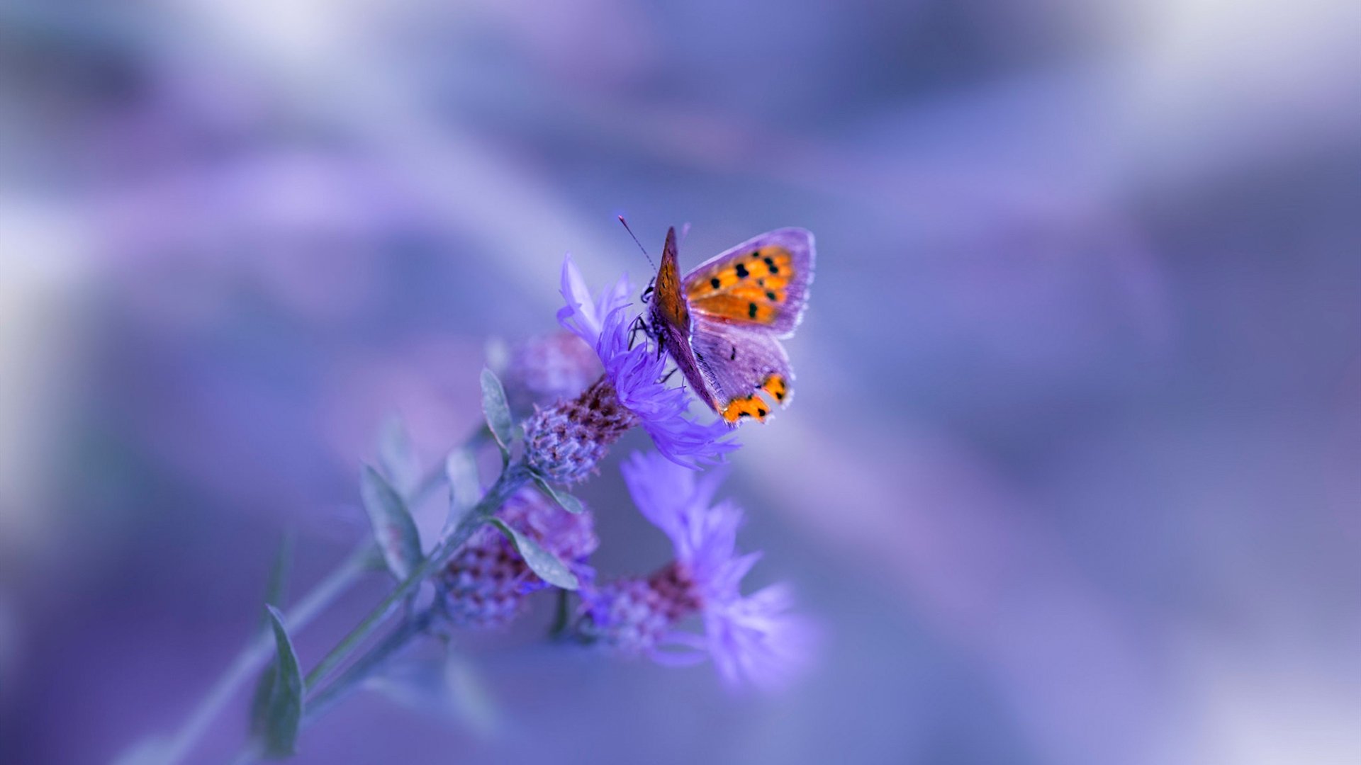 leyu乐鱼-中国足球职业俱乐部转会政策调整优化，中国足球协会球员身份及转会暂行规定