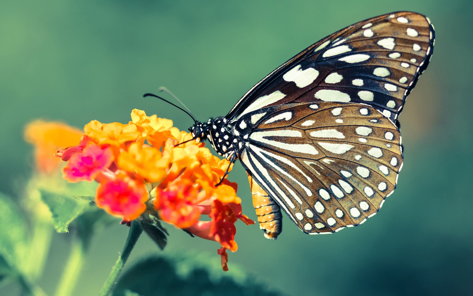 乐鱼体育-国内足球解说嘉宾团队扩容,内容更加多元,足球解说嘉宾名单