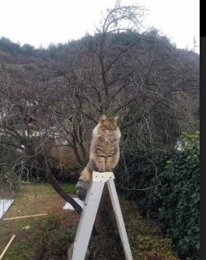 乐鱼vip-女篮青年队快速成长展现出色团队协作能力,女篮团队精神