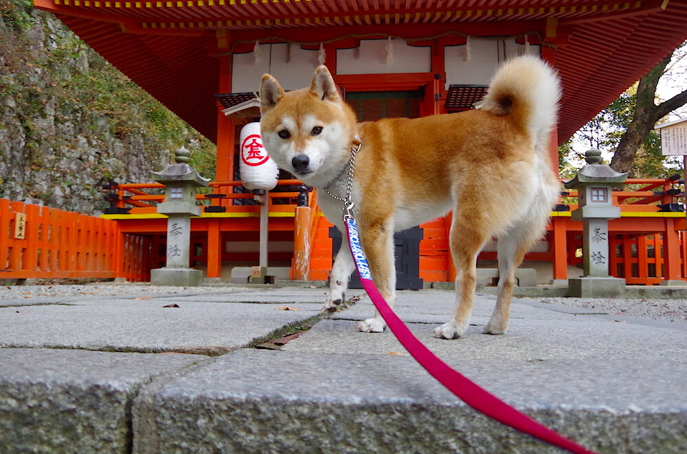 乐鱼vip-意甲教练战术板首次曝光,意甲教练年薪排行