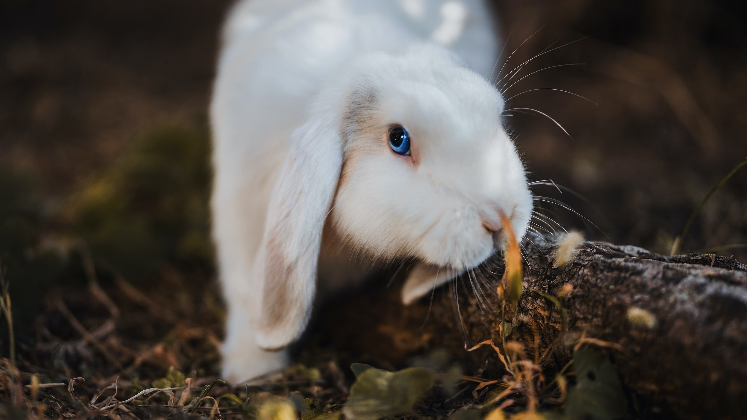 乐鱼官方登录入口-斯洛伐克男篮在欧洲大赛中不断突破,迈向下一阶段,斯洛伐克男篮怎么样