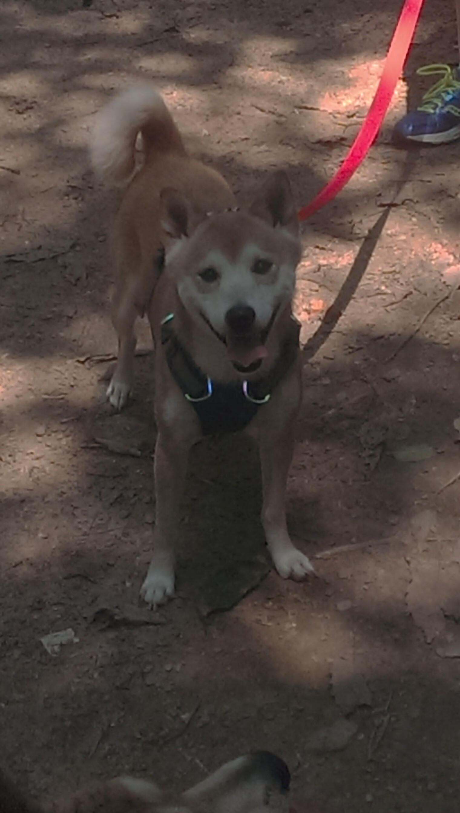 乐鱼(LEYU)体育-新西兰女子橄榄球队迎来历史性突破,国际赛事表现出色,新西兰橄榄球女运动员