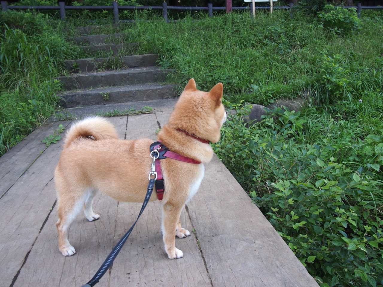 乐鱼体育平台app下载-比利时男篮在欧洲预赛中坚持到底,瞄准奥运门票,比利时男篮国家队