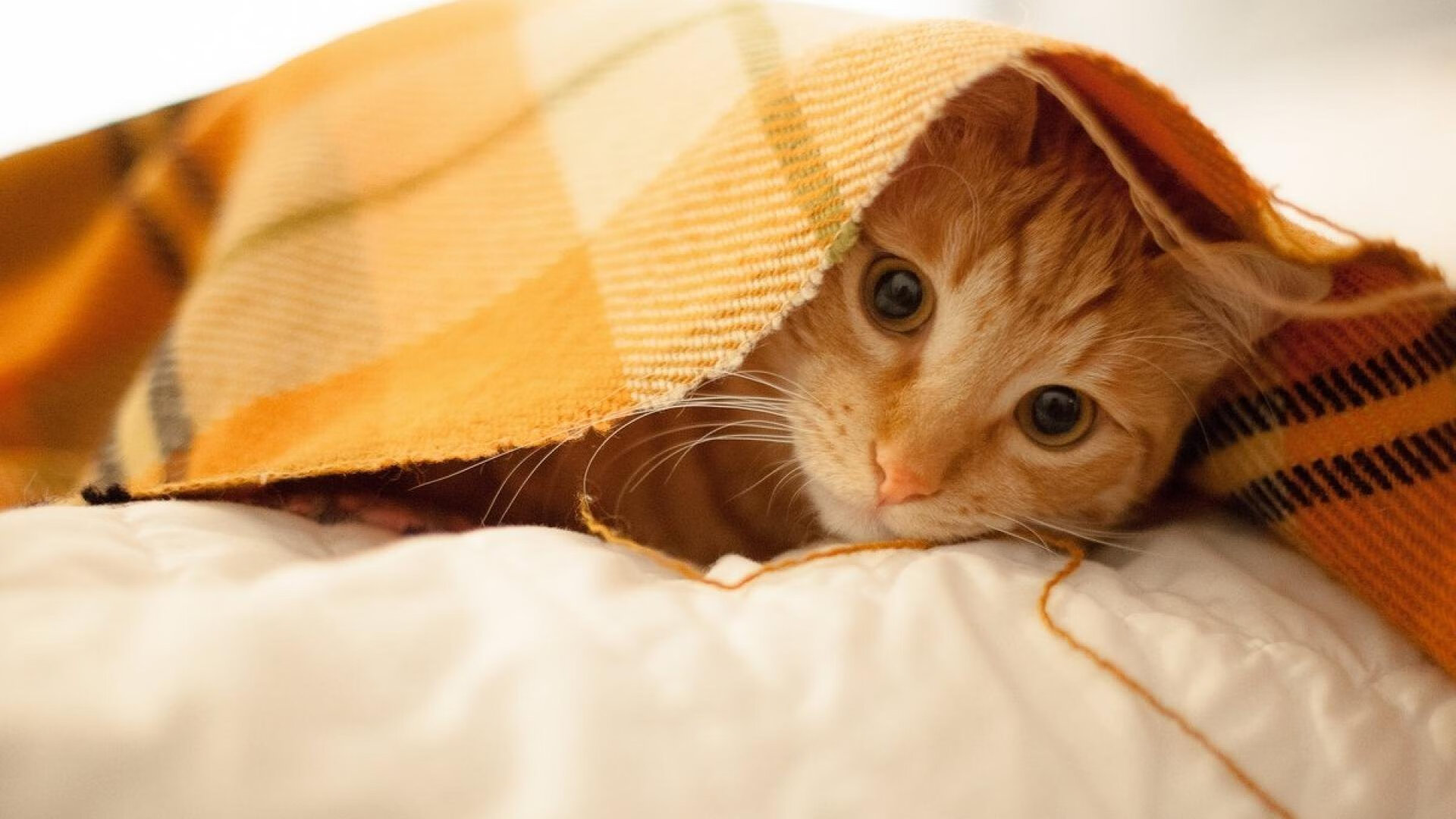 乐鱼电竞-澳大利亚队完美接力赢得观众喝彩,澳大利亚队第几个出场